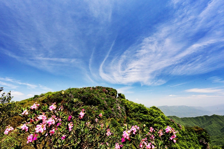Chongqing-Wulong-mountains-azalea-T533.jpg